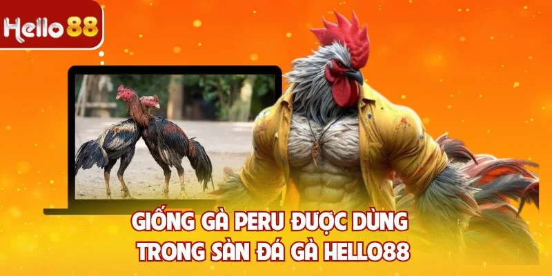 Giống gà Peru được dùng trong sàn đá gà Hello88